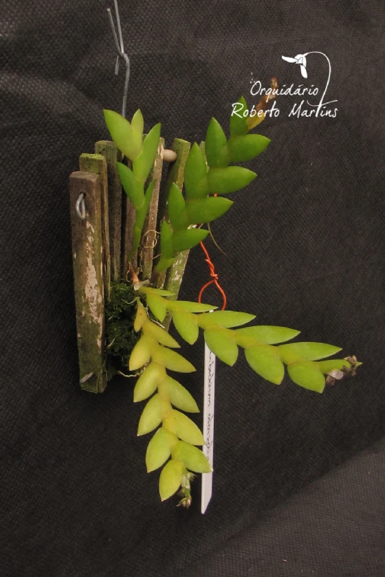 Dendrobium aloifolium