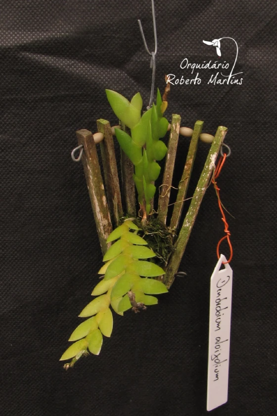 Dendrobium aloifolium