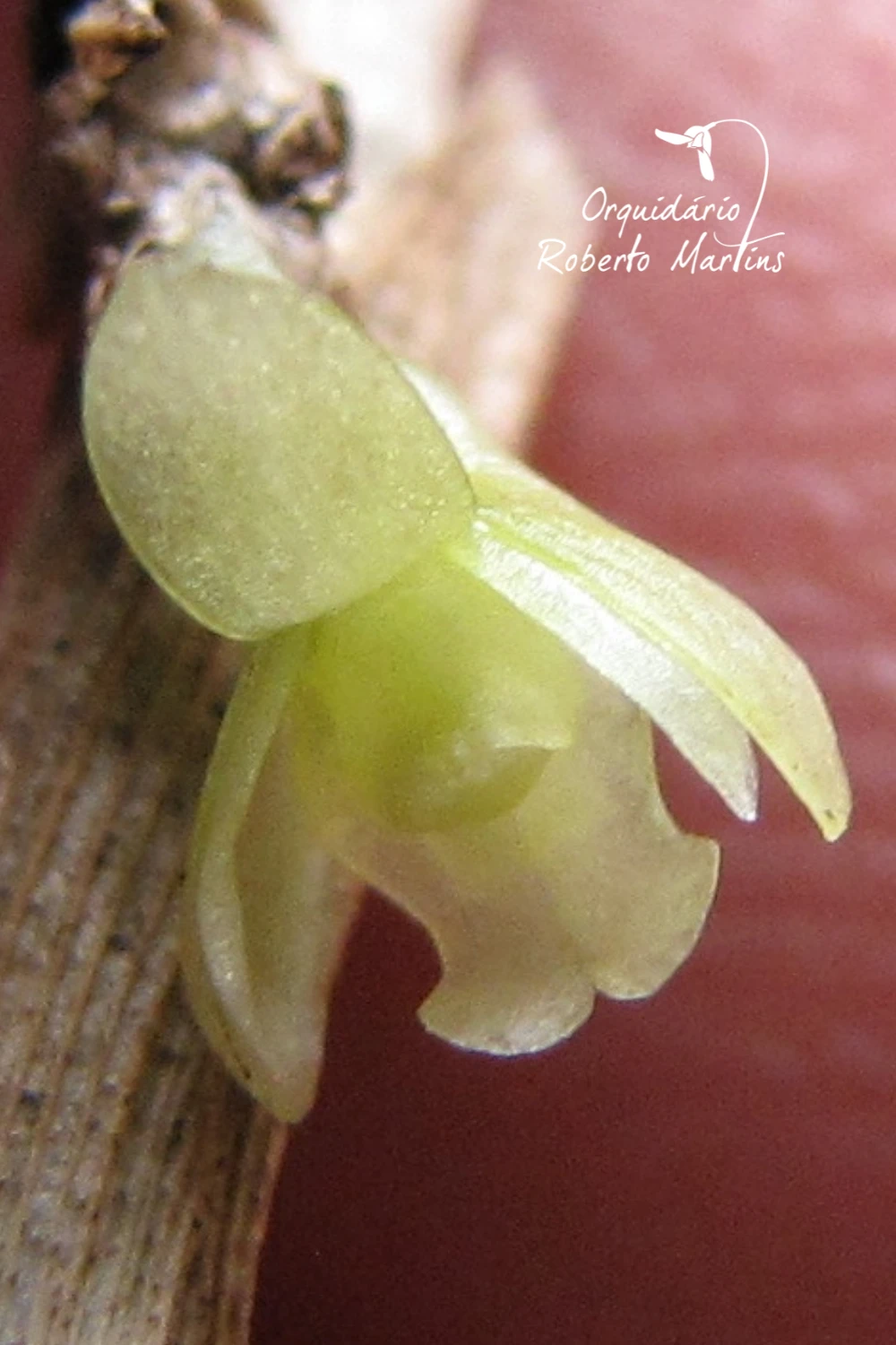 Dendrobium aloifolium