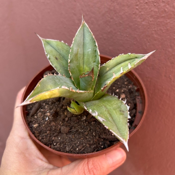 AGAVE TITANOTA (PT 11CM)